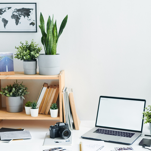 Grünes Büro: Beispielbild für Pflanzen am Arbeitsplatz